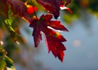 Fall_Colors