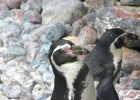 Zoo-Animals_and_Birds